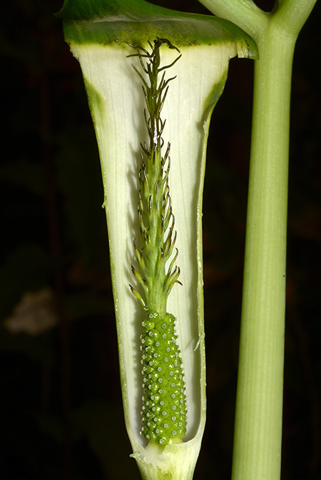 Arisaema chauvanminhii