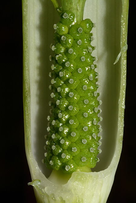 Arisaema chauvanminhii
