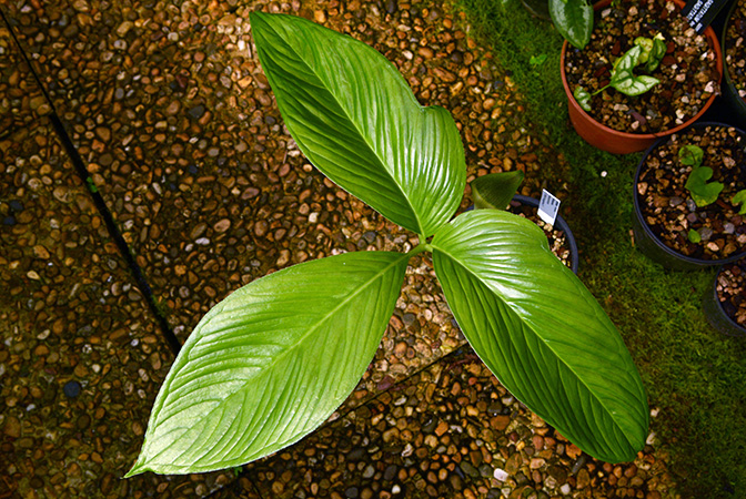 Arisaema chauvanminhii