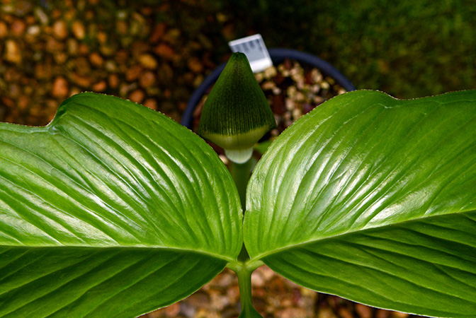 Arisaema chauvanminhii