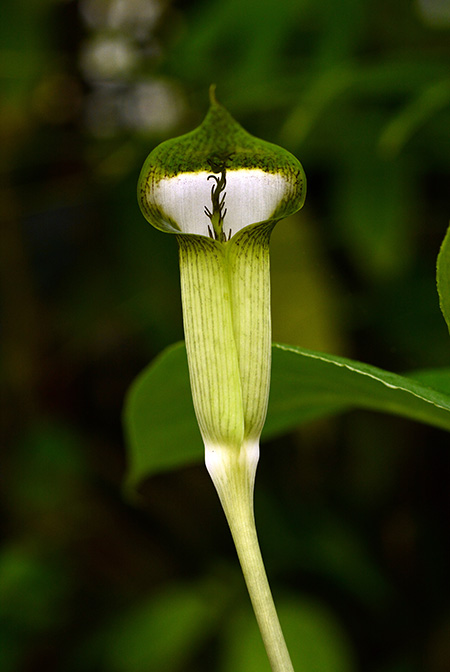 Arisaema chauvanminhii