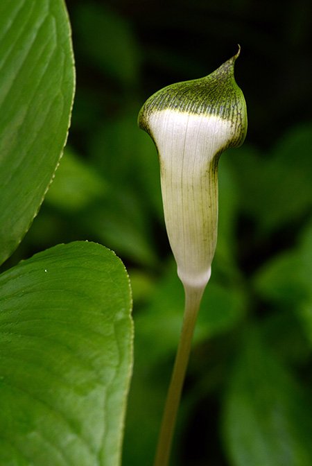 Arisaema chauvanminhii
