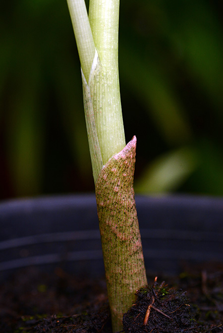 Arisaema chauvanminhii