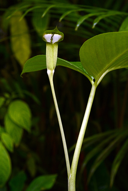 Arisaema chauvanminhii