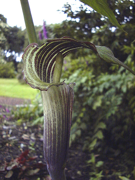 Arisaema ciliatum