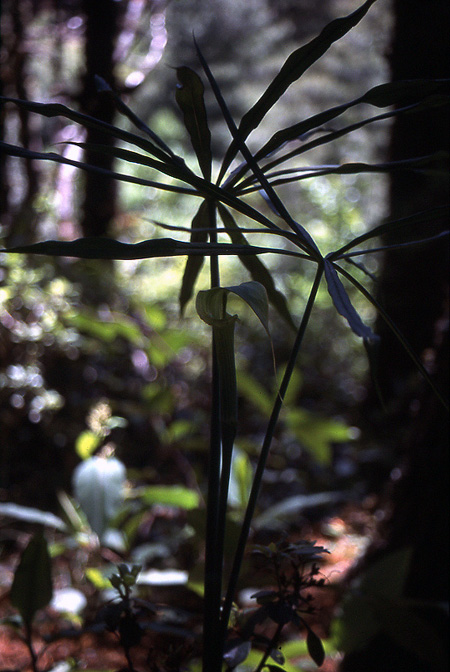 Arisaema ciliatum