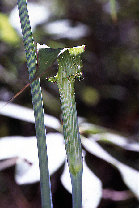 Arisaema ciliatum