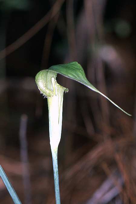 Arisaema ciliatum