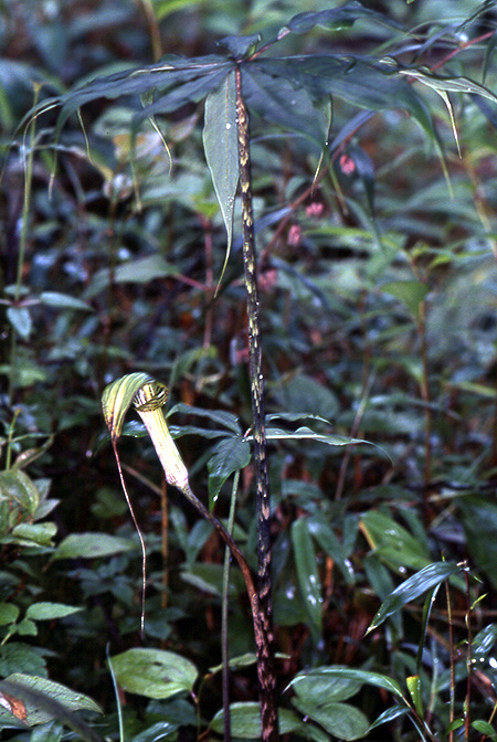 Arisaema ciliatum