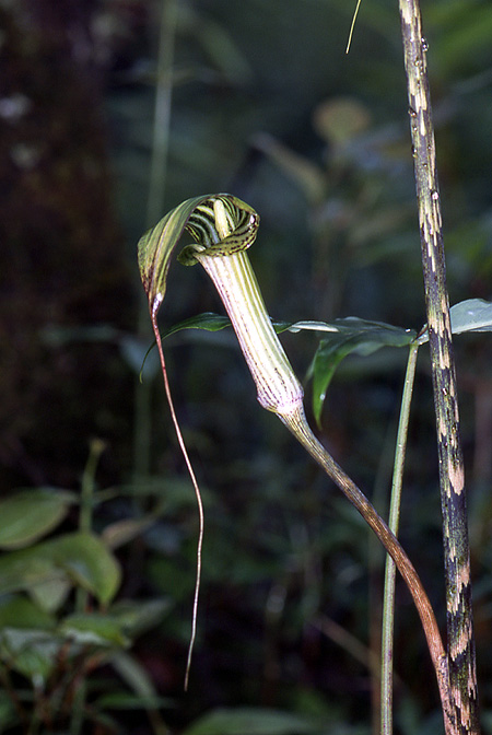 Arisaema ciliatum