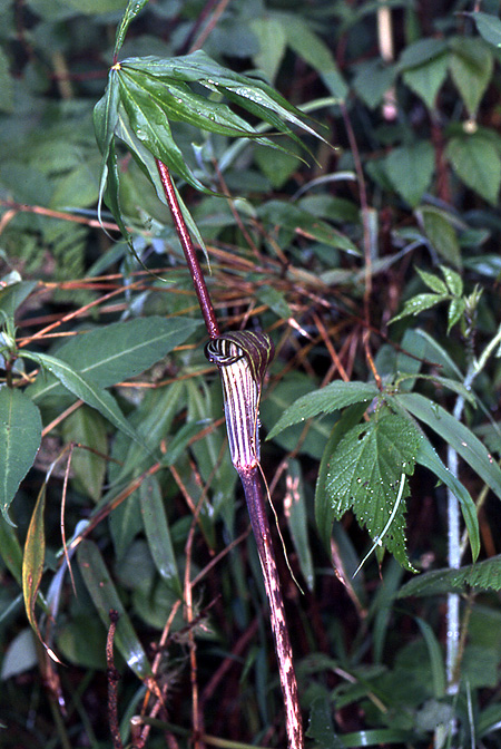 Arisaema ciliatum