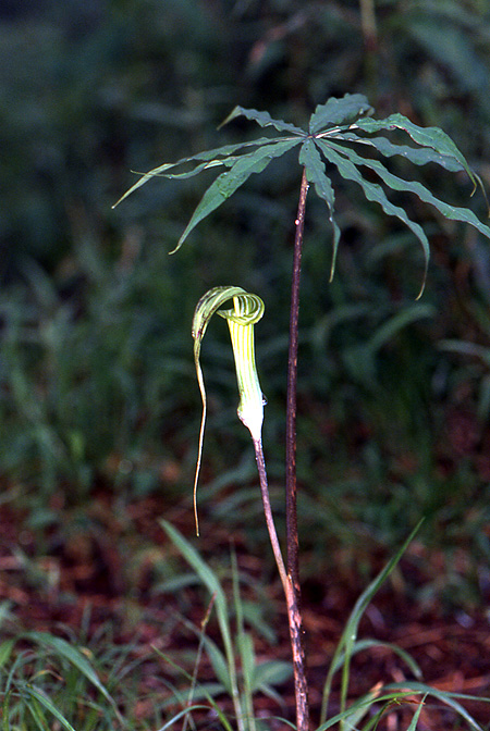 Arisaema ciliatum