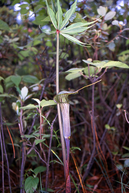 Arisaema ciliatum