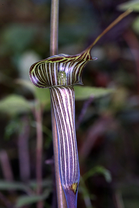 Arisaema ciliatum