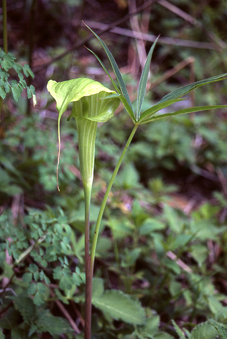 Arisaema ciliatum