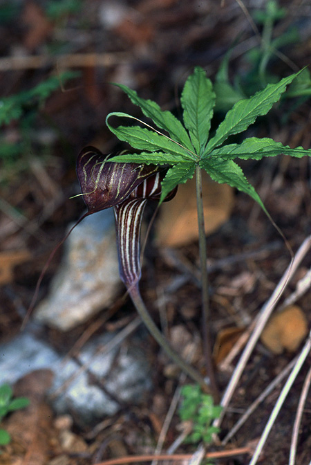 Arisaema ciliatum