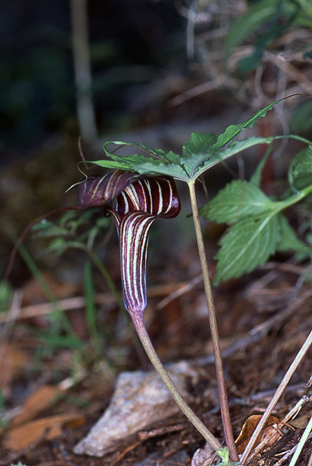 Arisaema ciliatum
