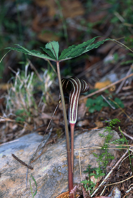 Arisaema ciliatum
