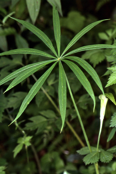 Arisaema ciliatum