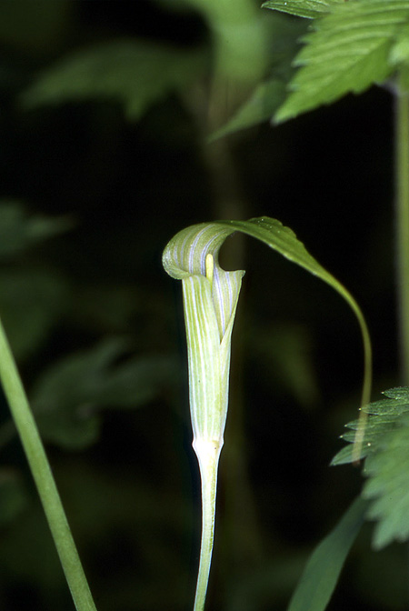 Arisaema ciliatum