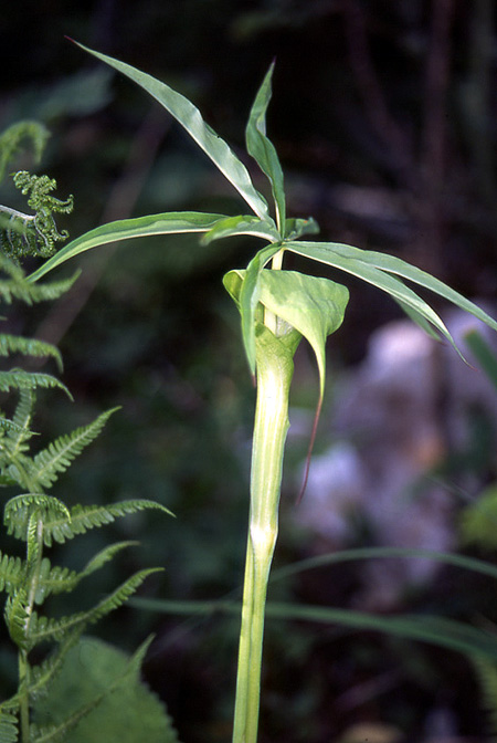 Arisaema ciliatum