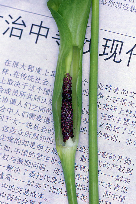 Arisaema ciliatum