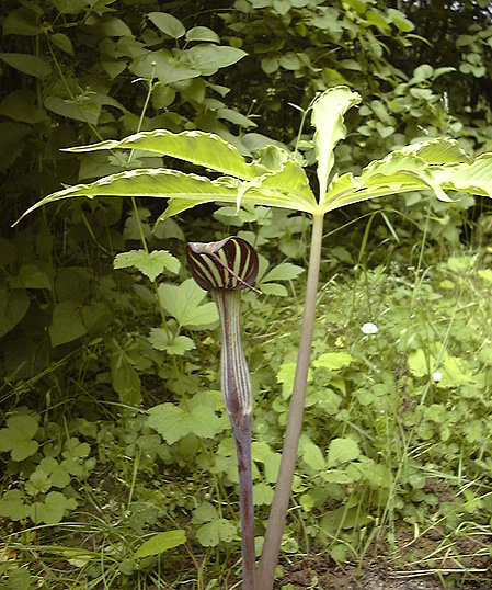 Arisaema concinnum