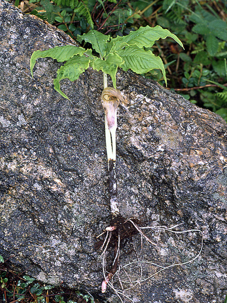Arisaema concinnum