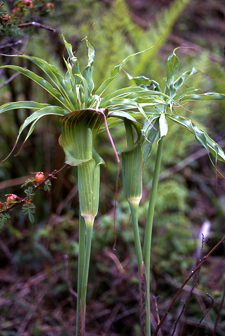 Arisaema consanguineum