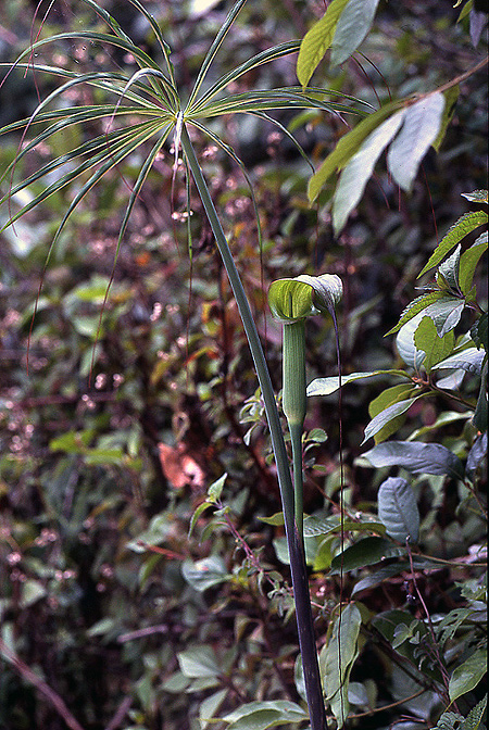 Arisaema consanguineum