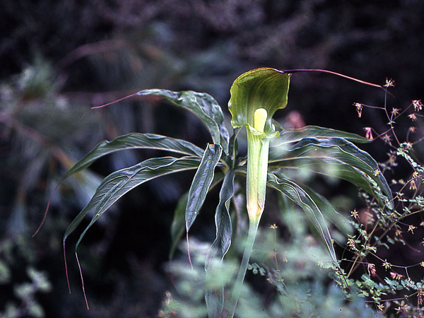 Arisaema consanguineum