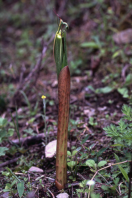 Arisaema consanguineum