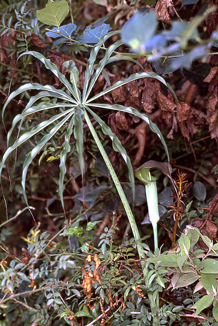Arisaema consanguineum