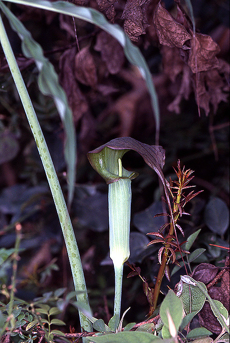 Arisaema consanguineum