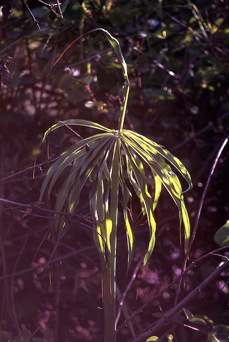 Arisaema consanguineum