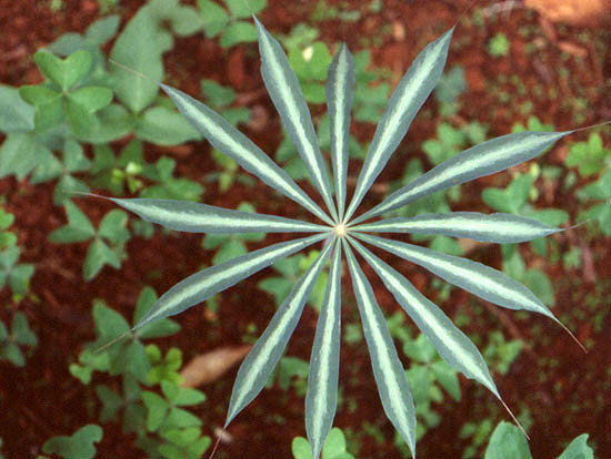 Arisaema consanguineum