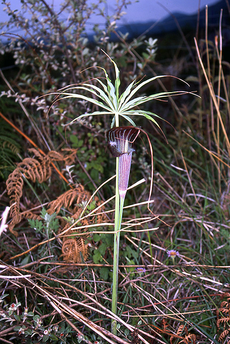 Arisaema consanguineum