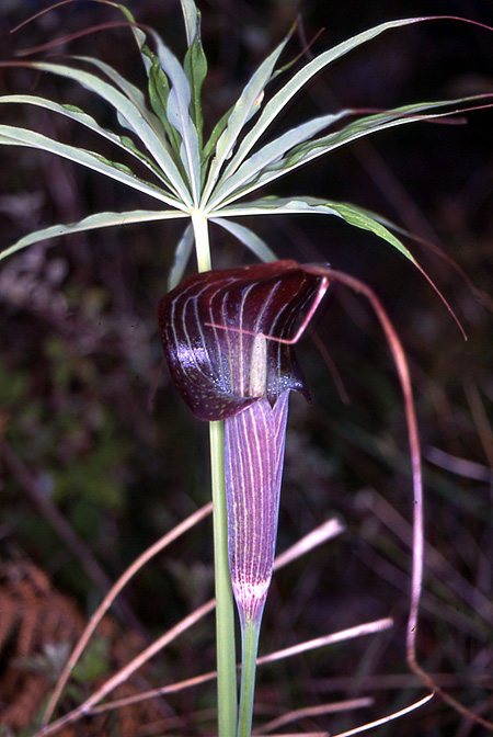 Arisaema consanguineum
