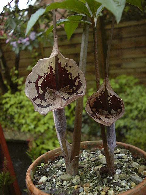 Arisaema cordatum