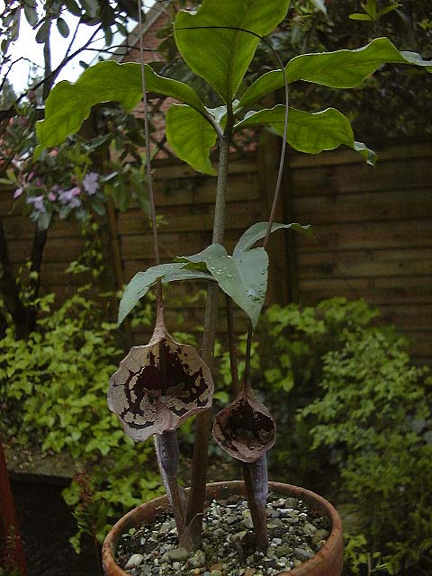 Arisaema cordatum