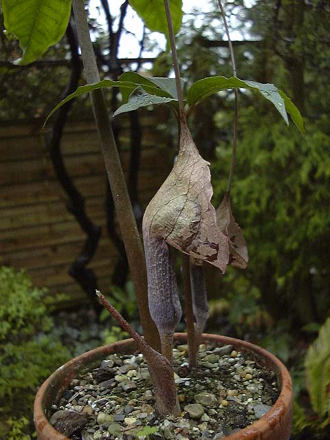 Arisaema cordatum