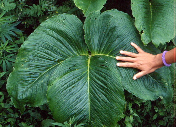 Arisaema costatum