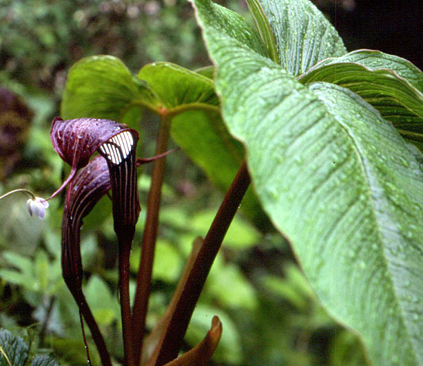 Arisaema costatum