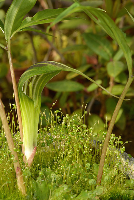 Arisaema cucullatum