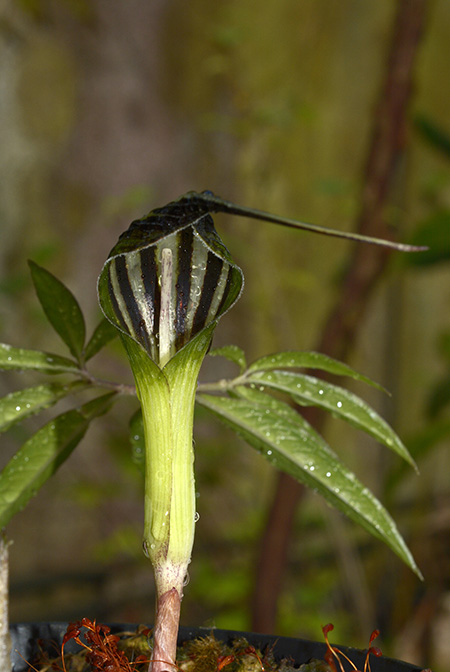 Arisaema cucullatum