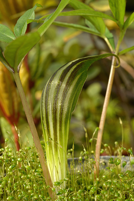Arisaema cucullatum