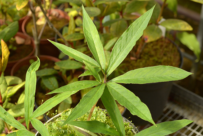 Arisaema cucullatum