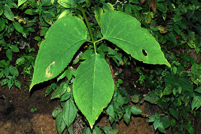 Arisaema dahaiense