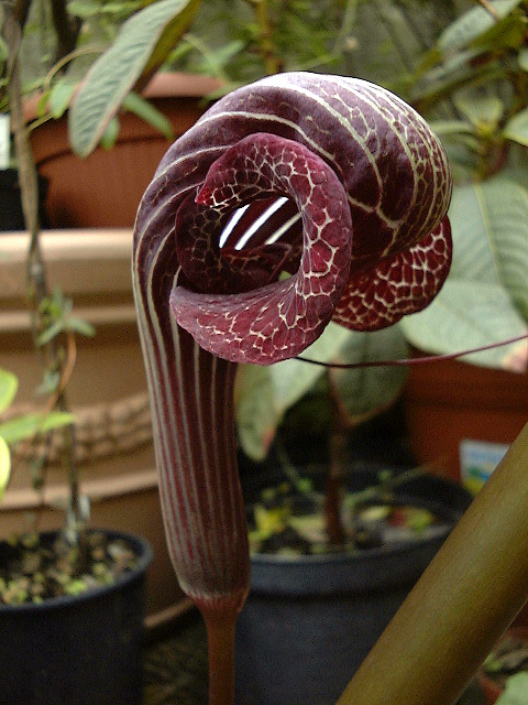 Arisaema dahaiense