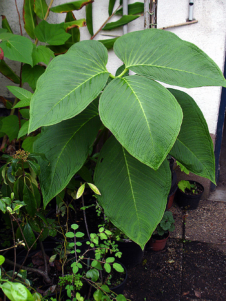 Arisaema dahaiense